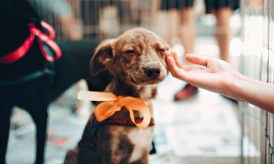 Pets Essentials With an Over the Door Organizer